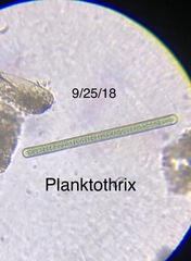 Planktothrix