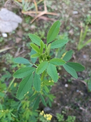 Melilotus suaveolens