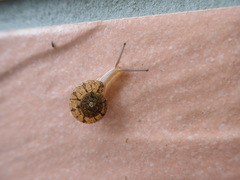 Plectotropis mackensii