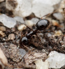 Prolasius