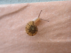 Plectotropis mackensii