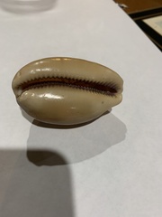 Lyncina