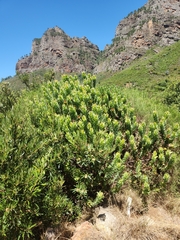 Leucadendron daphnoides