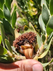 Leucadendron daphnoides