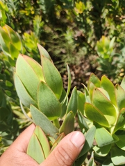 Leucadendron daphnoides