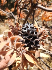 Leucadendron daphnoides