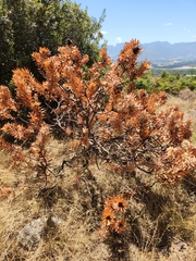 Leucadendron daphnoides