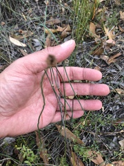 Lepidobolus drapetocoleus