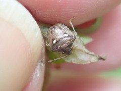 Eysarcoris guttigerus