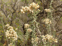 Helichrysum plebeium