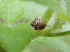 Eysarcoris guttigerus