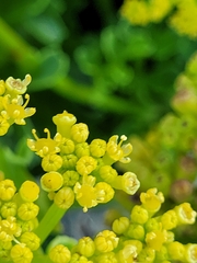 Astydamia latifolia