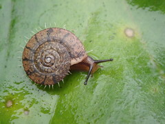 Plectotropis mackensii