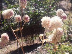 Gomphrena globosa
