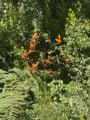 Crocosmia paniculata