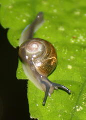 Helicarionidae