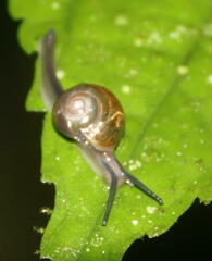 Helicarionidae