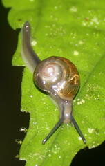 Helicarionidae