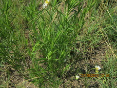 Afroaster pleiocephalus