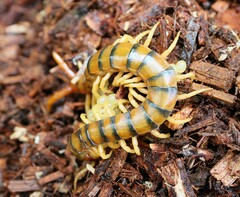 Ethmostigmus rubripes