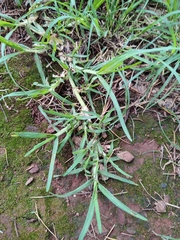 Cenchrus clandestinus