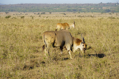 Tragelaphus oryx pattersonianus