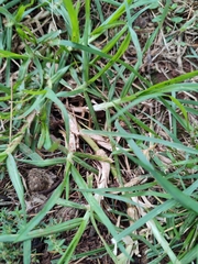 Cenchrus clandestinus