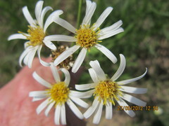 Afroaster pleiocephalus