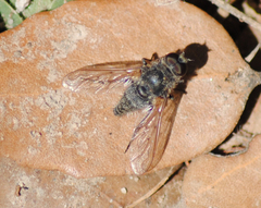 Conophorus