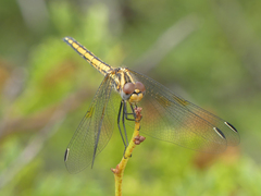 Trithemis furva