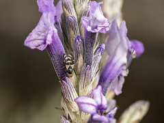 Sphaeniscus filiolus
