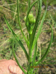 Afroaster pleiocephalus