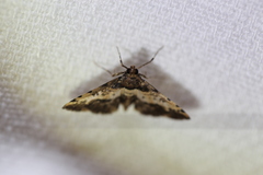 Nacoleia