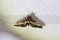Nacoleia