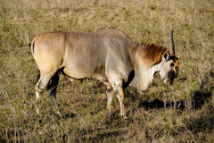 Tragelaphus oryx pattersonianus