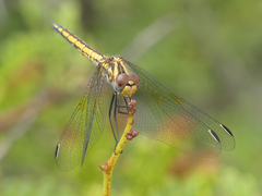 Trithemis furva