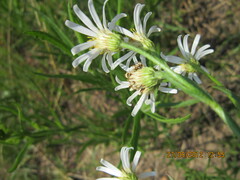 Afroaster pleiocephalus