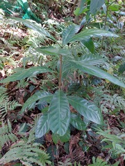 Aglaia rimosa