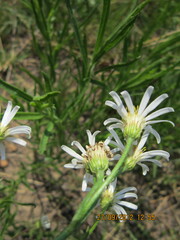 Afroaster pleiocephalus