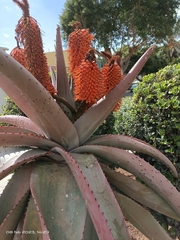Aloe marlothii marlothii