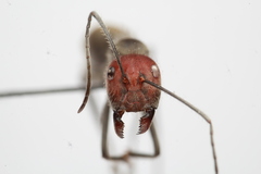 Camponotus singularis