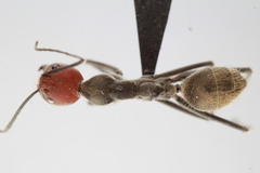 Camponotus singularis