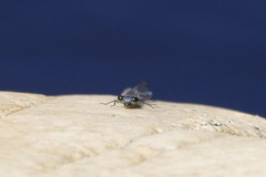 Pseudagrion draconis