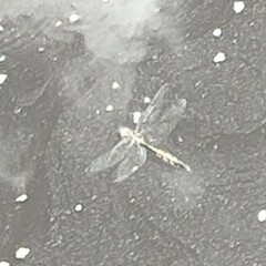 Hemicordulia armstrongi