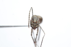 Camponotus holosericeus