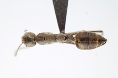 Camponotus holosericeus