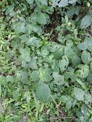 Strobilanthes cordifolia