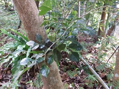 Murraya omphalocarpa