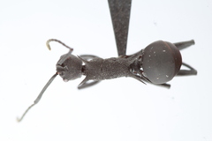 Polyrhachis armata