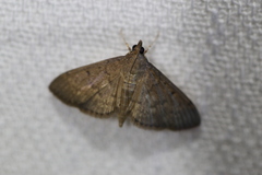 Herpetogramma